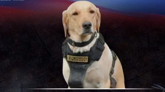 Perro antiexplosivos