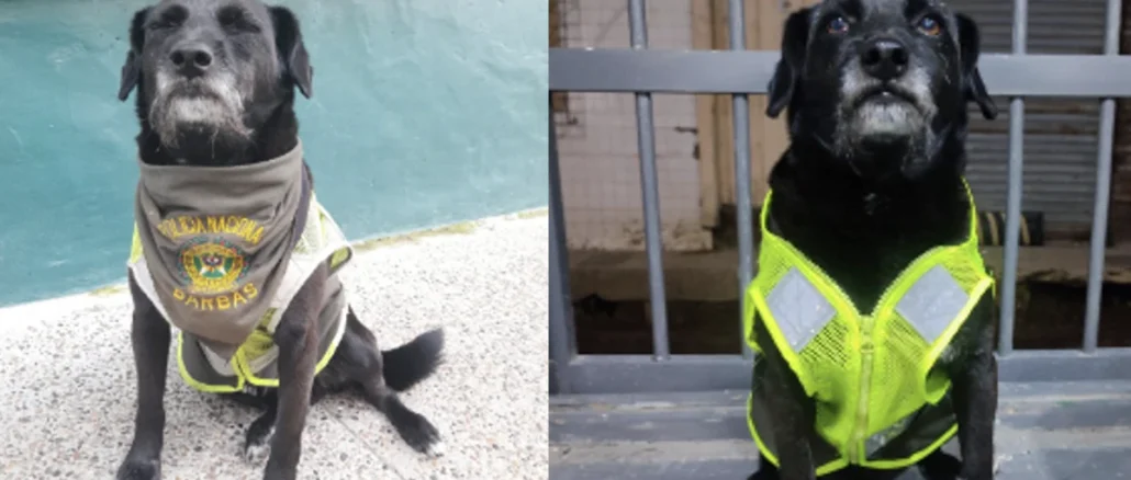 Barbas se ganó el cariño de todo el pueblo, y es considerado el único perro policía de ese municipio.