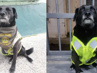 Barbas se ganó el cariño de todo el pueblo, y es considerado el único perro policía de ese municipio.