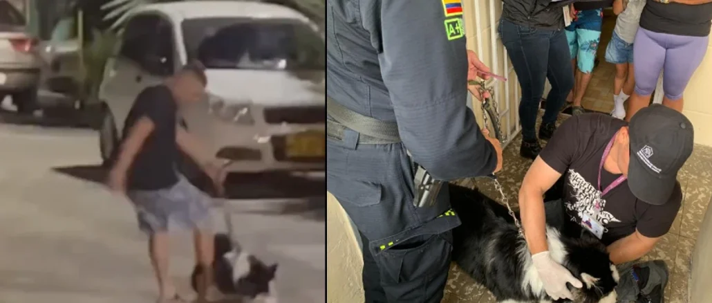 El ataque al perro fue captado en video por uno de sus vecinos. Las autoridades llegaron hasta la casa del presunto atacante para llevarse al canino.