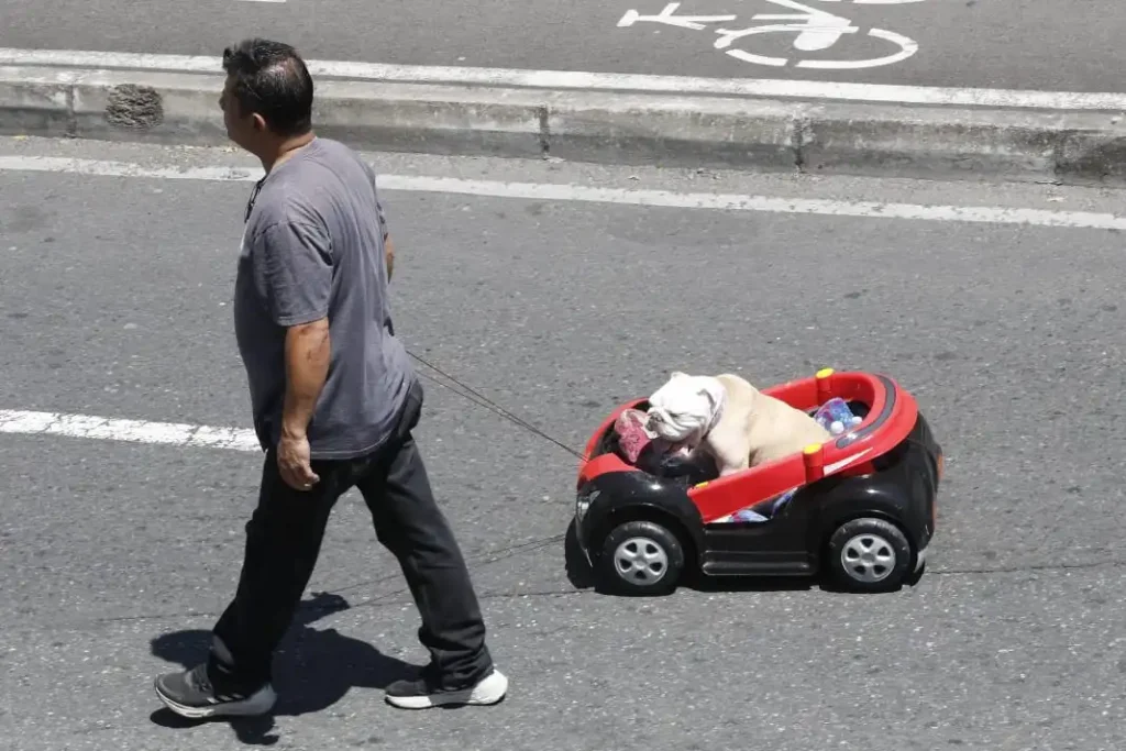 Al desfile asistieron propios y turistas con amigos, familia y hasta mascotas. 