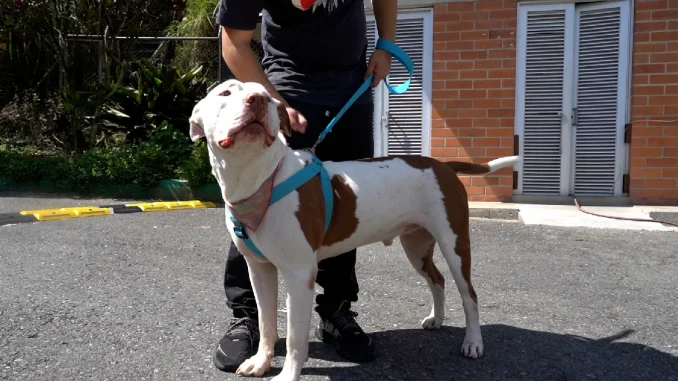 El censo estará disponible de manera gratuita para todos los dueños de mascotas, principalmente de razas de manejo especial
