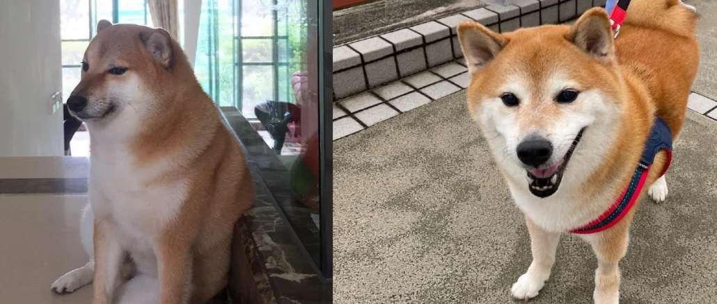 El perro, llamado Balltze, se convirtió en Cheems después de que una foto suya se volviera viral.