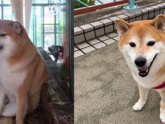 El perro, llamado Balltze, se convirtió en Cheems después de que una foto suya se volviera viral.