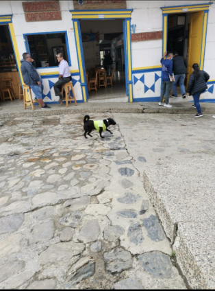 El perro policía acompaña a sus compañeros en los patrullajes de la Policía de Concepción. 