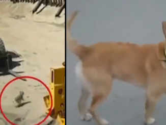 Perro en Estados Unidos