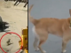 Perro en Estados Unidos