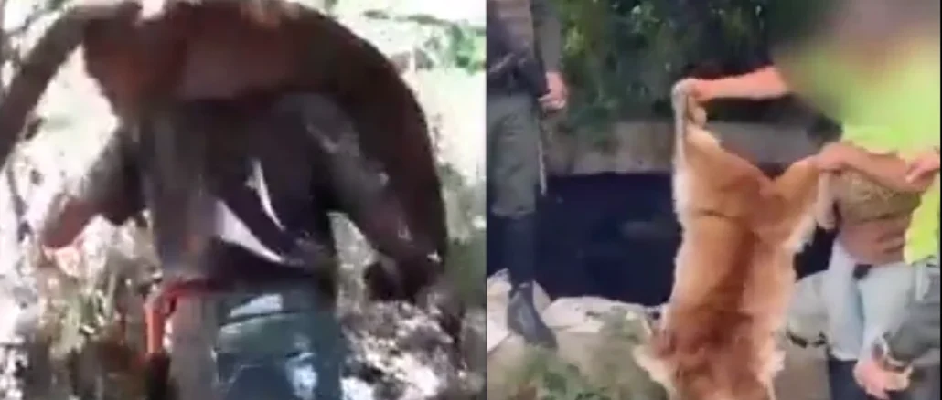Los hombres fueron capturados por la Policía del Valle luego de que el video en el que se ve al puma muerto se hiciera viral.