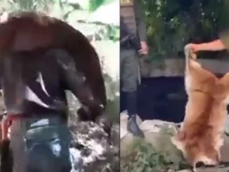 Los hombres fueron capturados por la Policía del Valle luego de que el video en el que se ve al puma muerto se hiciera viral.