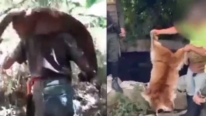 Los hombres fueron capturados por la Policía del Valle luego de que el video en el que se ve al puma muerto se hiciera viral.