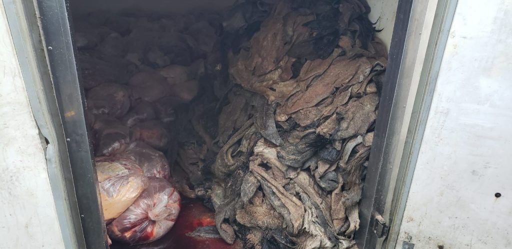 La carne podrida fue encontrada dentro de una carnicería y un furgón en Campo Valdés.