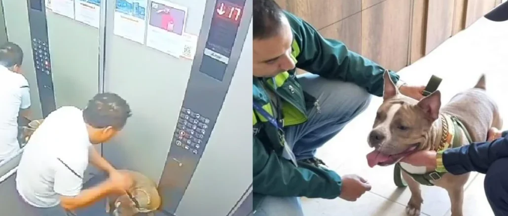 El presunto caso de maltrato animal se dio en una urbanización en Itagüí.