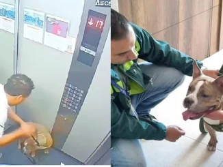 El presunto caso de maltrato animal se dio en una urbanización en Itagüí.