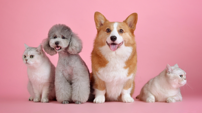 mascotas