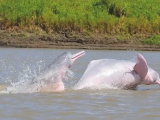 Delfines rosados