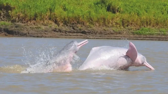 Delfines rosados