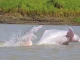 Delfines rosados