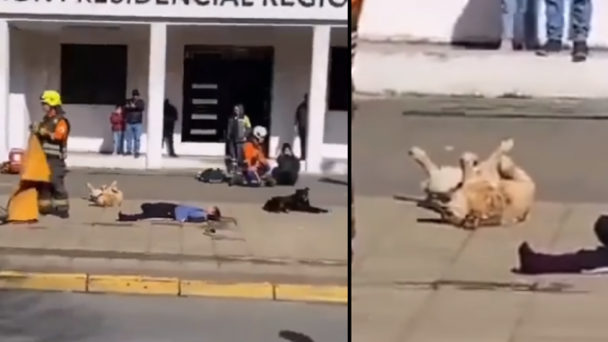 Perrito simulacro