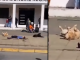 Perrito simulacro