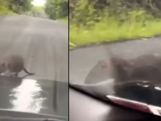 Rata carro