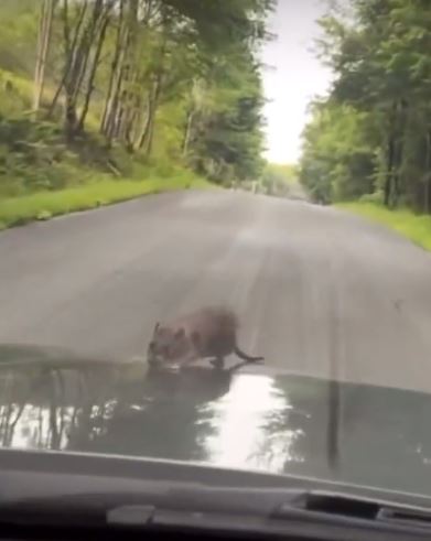 rata
